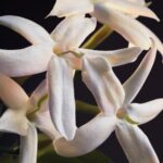 ⁦عطر اوليمبيا للنساء من باكو رابان، 50 مل⁩ - الصورة ⁦7⁩
