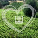 ⁦غسول رغوي طبيعي للوجه من بيوسليكت (150 مل) بي ان: 520030643130⁩ - الصورة ⁦6⁩