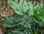 ⁦Toopify Fake Plants Large, Artificial Floor Plants Tall for Home Office Living Room Decor Indoor⁩ - الصورة ⁦6⁩